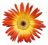 Blooming orange-yellow gerbera, object isolated. Macro flower of fresh gerbera on a white background.
