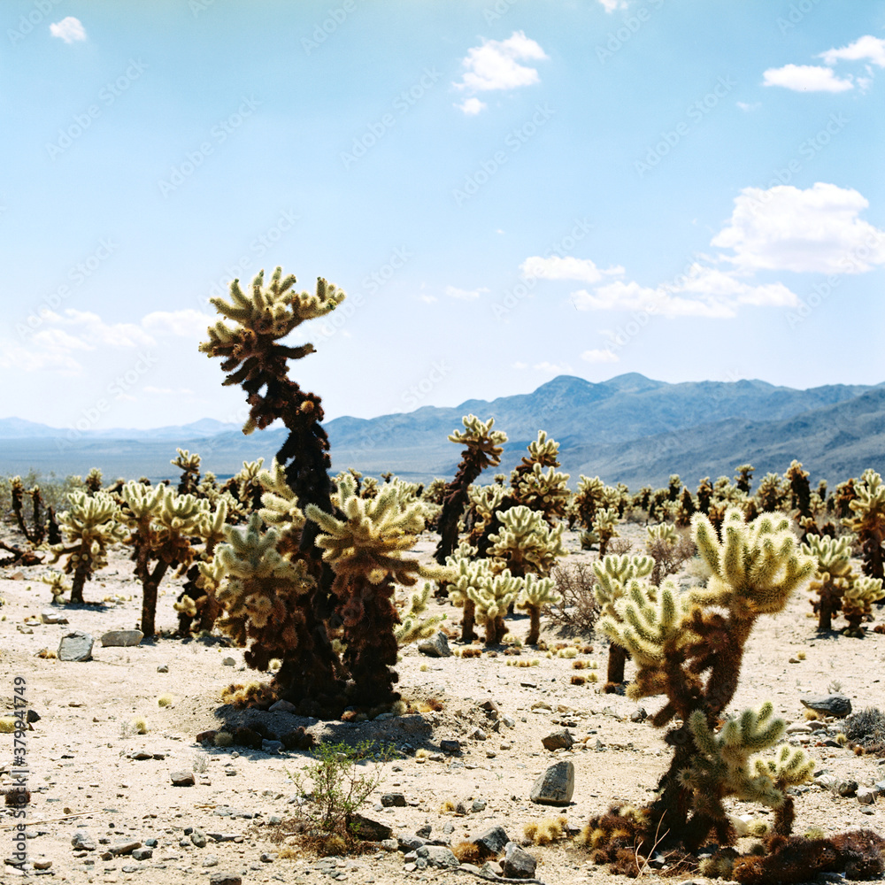 Cholla Garden