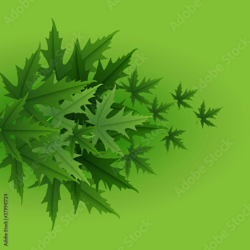 Green leaf maple isolated on abstract design background