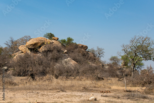 Fototapeta Naklejka Na Ścianę i Meble -  shrmantanga koppe, Rochers , Parc national Kruger, Afrique du Sud