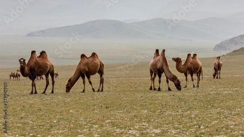 Mongolia Steppe with Herd of Camels