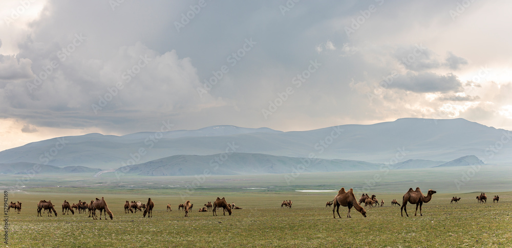 Mongolia Steppe with Herd of Many Camels Mongolia Steppe with Herd of Many Camels