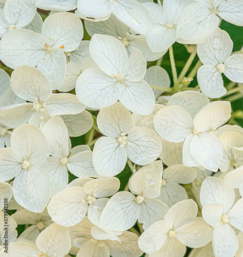 White hortensia