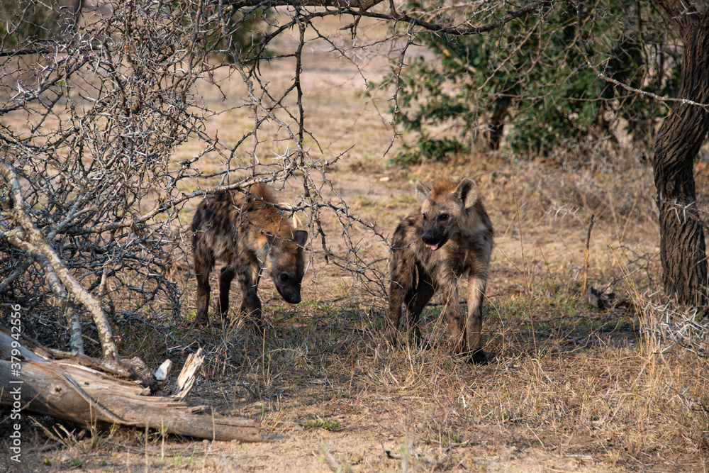 Fototapeta premium Hyène tachetée, jeune, Crocuta crocuta, Afrique du Sud