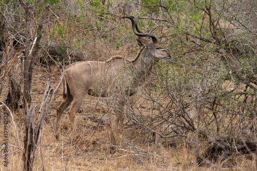 Grand koudou, Tragelaphus strepsiceros, mâle, Parc national Kruger, Afrique du Sud