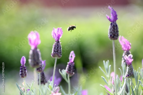 Lavender and flying bee photo