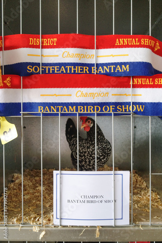 Prize winning chook at Australian country show photo