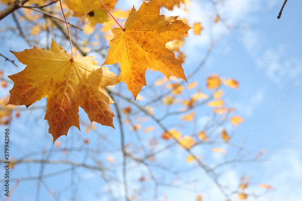 Obraz premium Beautiful and cute golden maple leaves against blue sky, wallpaper background