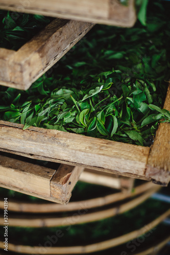 Withering tea leaves