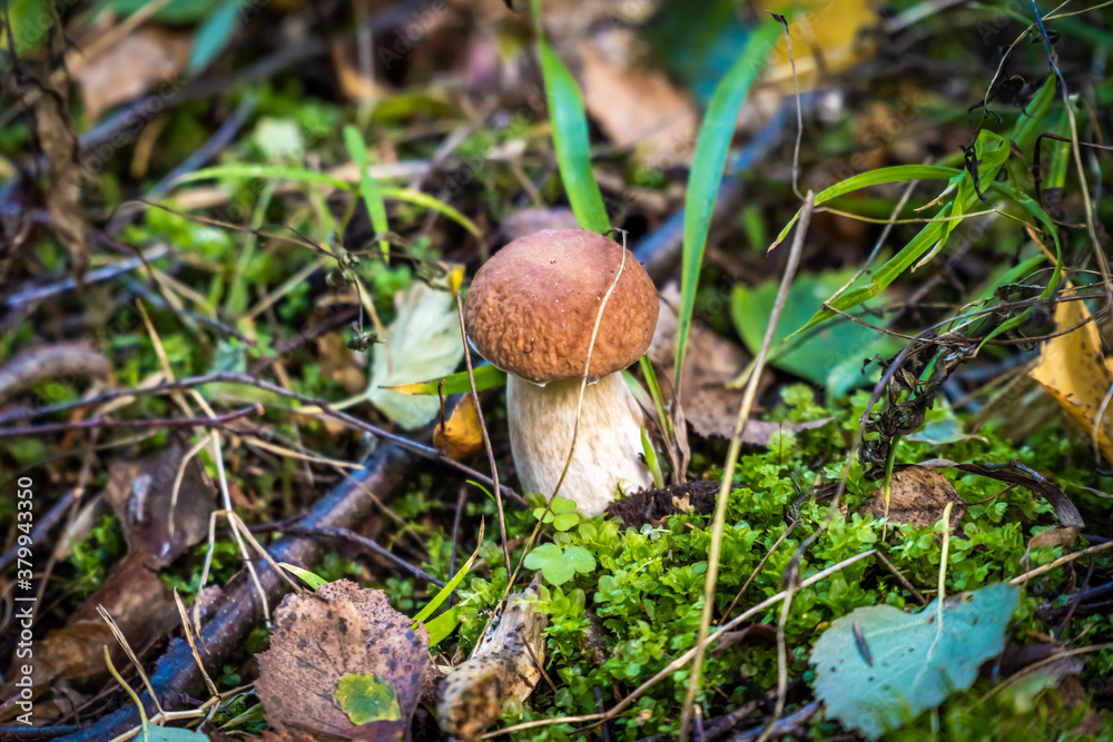Edible porcini mushrooms are found in large numbers in early autumn in the forests and the Leningrad region. Edible porcini mushrooms are found in large numbers in early autumn in the forests and the Leningrad region.