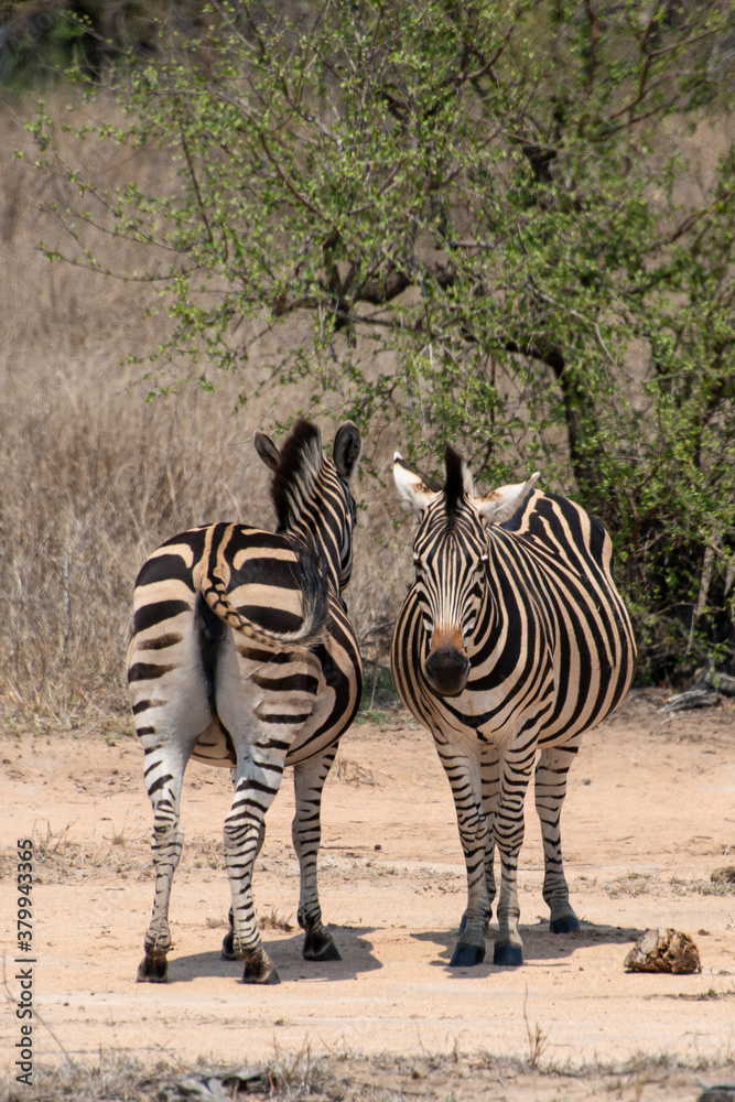 Obraz premium Zèbre de Burchell, Equus quagga, Parc national Kruger, Afrique du Sud