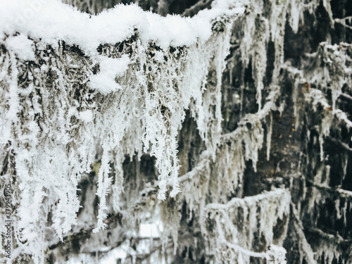 Wallpaper Mural Wintertime - Closeup of Hoarfrost on Moss Hanging From Fir Tree Torontodigital.ca