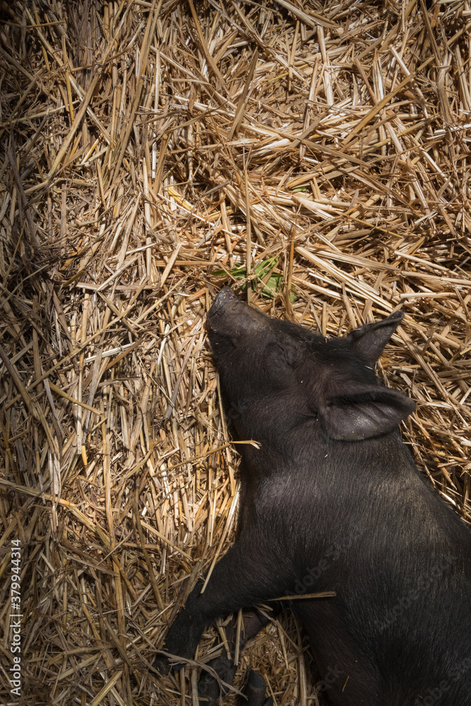 Sleeping Piglets on show at Coutnry Show Sleeping Piglets on show at Coutnry Show