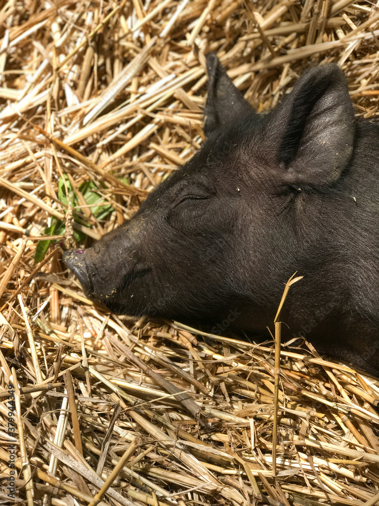 Sleeping Piglets on show at Coutnry Show Sleeping Piglets on show at Coutnry Show