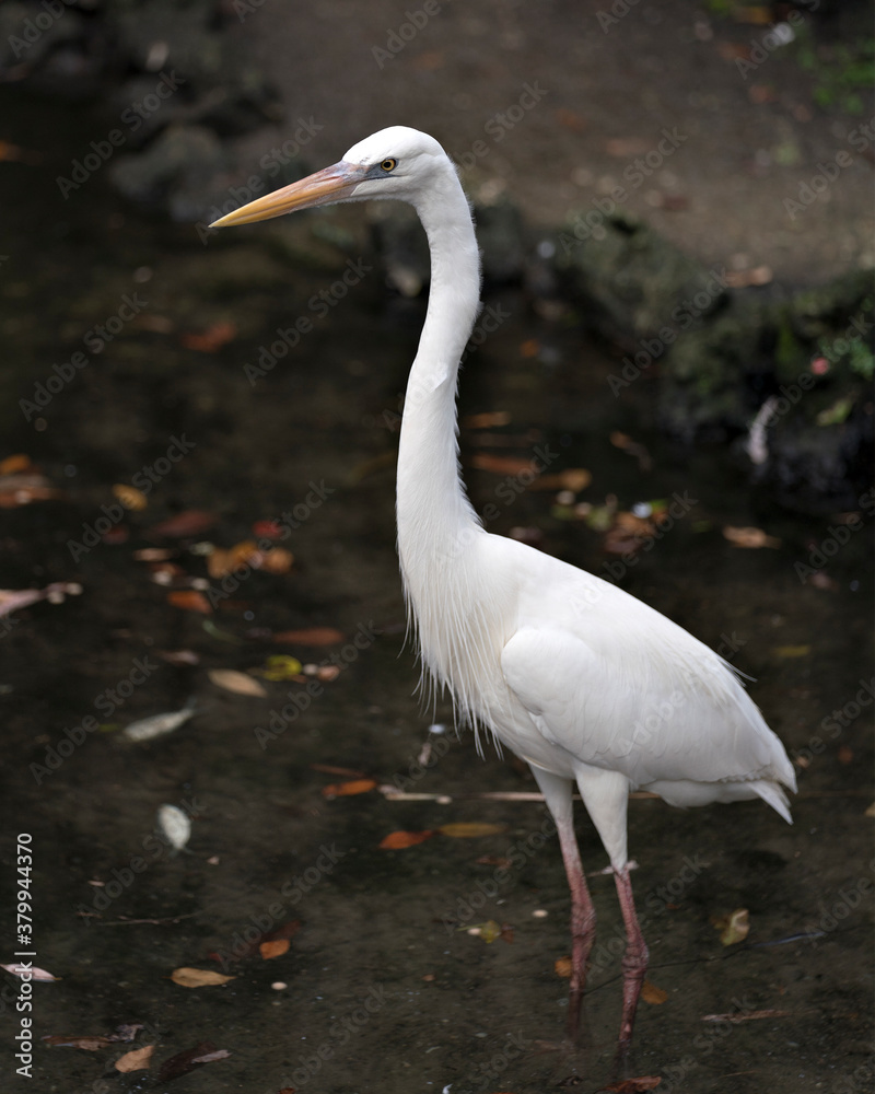 Naklejka premium White Heron stock photo. Close-up profile view in the water displaying its body, head, eye, beak, long neck, with a blur background in its environment and habitat. Image.