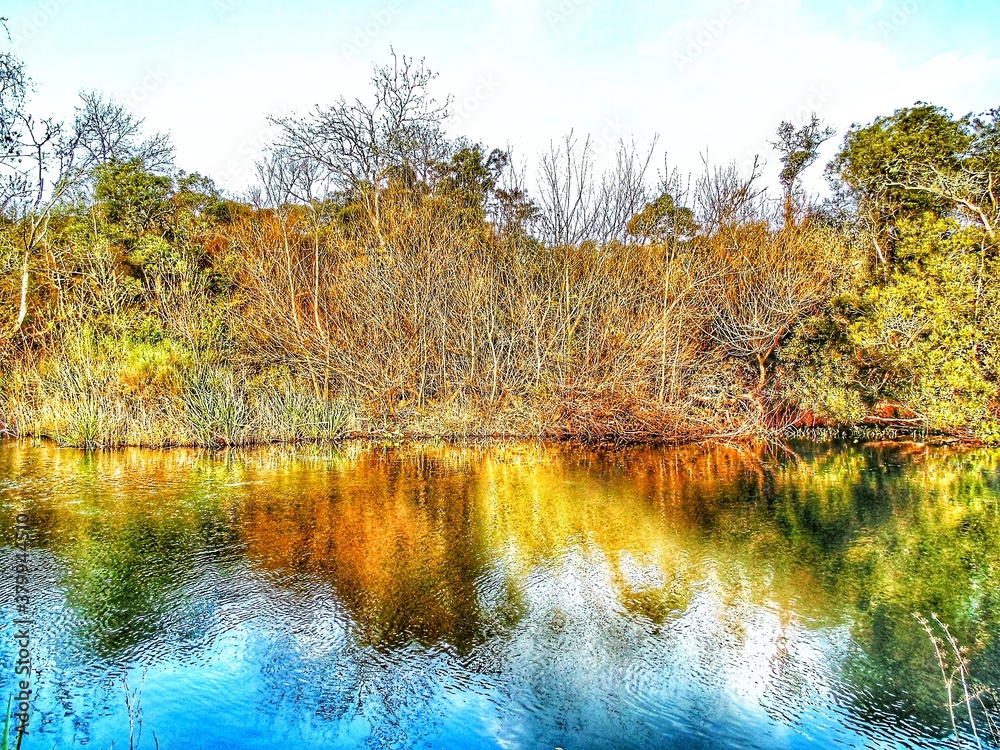 Naklejka premium autumn in the forest