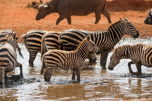 Plains zebra  equus quagga  drinking from a watering hole  Ngutuni Reserve  Tsavo  Kenya