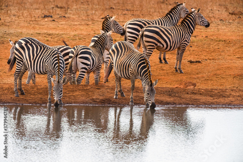 Принти на полотні Plains zebra (equus quagga) drinking from a watering hole, Ngutuni Reserve, Tsav