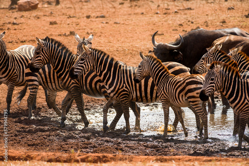 Plains zebra  equus quagga  at a watering hole  Ngutuni Reserve  Tsavo  Kenya