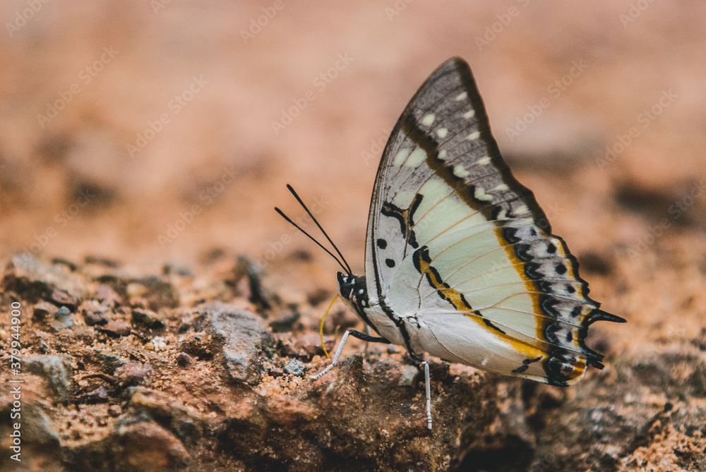Butterfly Butterfly
