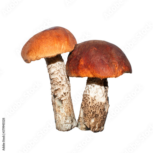 Mushrooms aspen mushrooms.Background of aspen mushrooms.