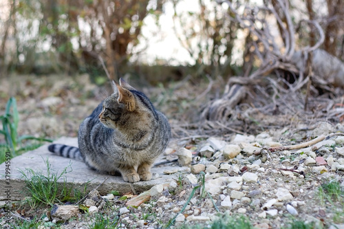 Brown tabby cat sitting in a garden. Selective focus.
