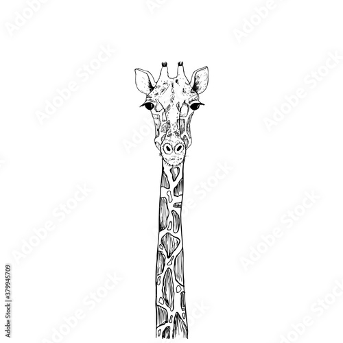 Vector image the giraffe head on the white background, Giraffe Logo, Giraffe Head Tattoo, Vector giraffe head for your design.
