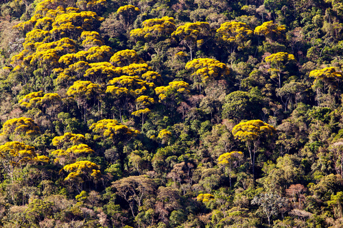 Rainforest texture with golden trumpet trees