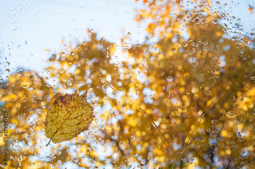 autumn yellow leaf stuck to the glass with raindrops on the background of a yellow tree