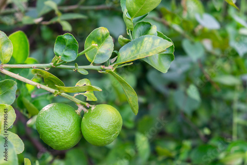 Wallpaper Mural Thai green lemon Tree on a rainy day. Torontodigital.ca