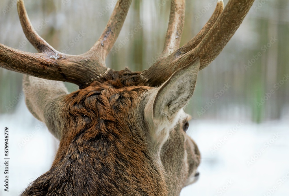 Fototapeta premium head of a deer
