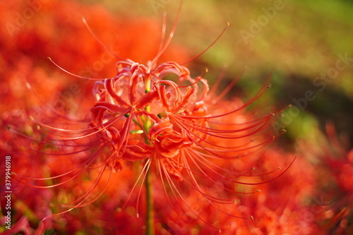 Cluster amaryllis, Red Spider lily, Cluster belladonna, Red flower Called 