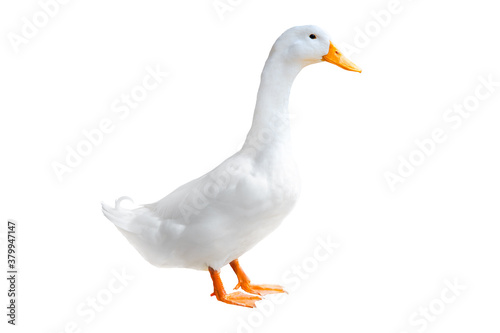 White duck isolate on white background.  ( Pekin ).