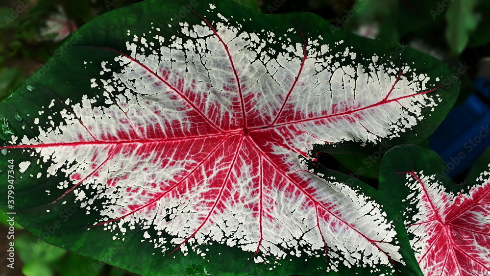 Pink and green leave texture for background, close up tropical nature fancy leaf caladium, image tone filter colorful style, forest and travel adventure concept. Pink and green leave texture for background, close up tropical nature fancy leaf caladium, image tone filter colorful style, forest and travel adventure concept.