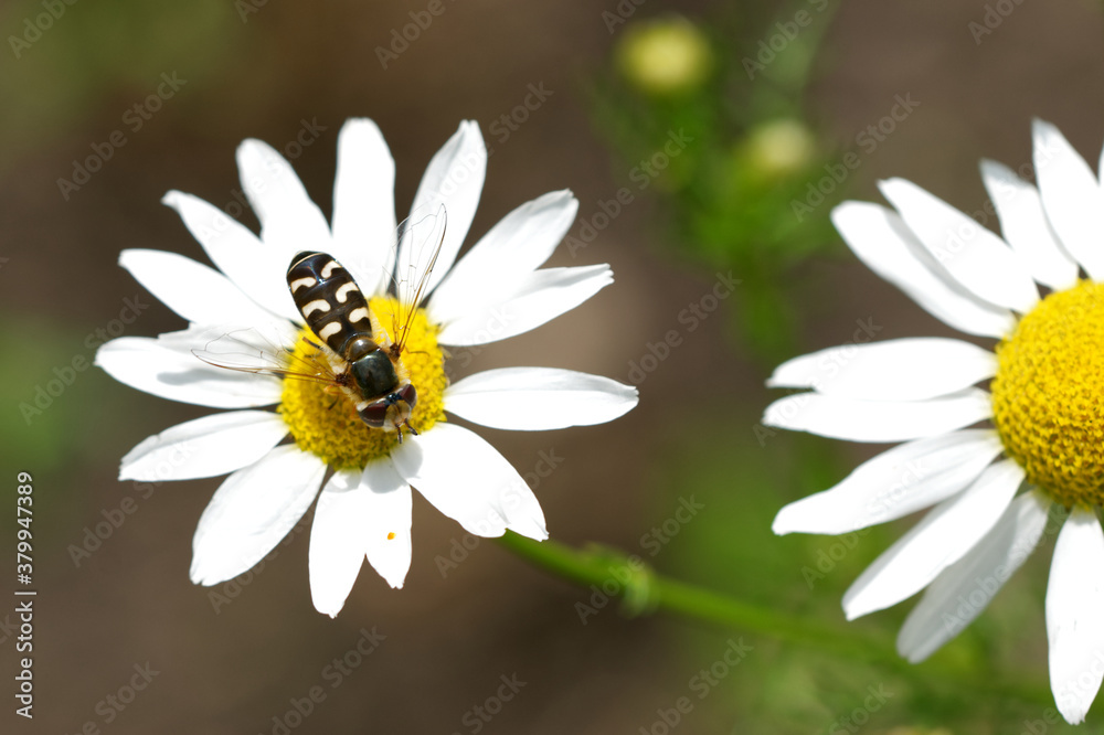 Späte Großstirnschwebfliege (Scaeva pyrastri)