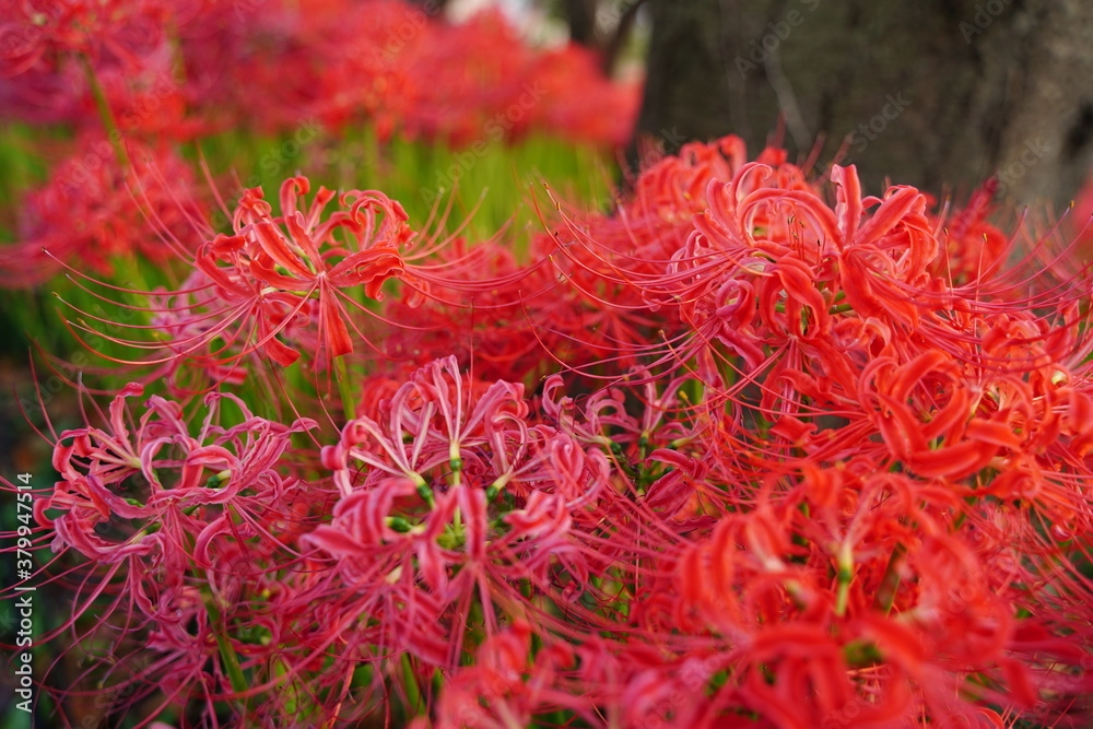 Cluster amaryllis, Red Spider lily, Cluster belladonna, Red flower Called Cluster amaryllis, Red Spider lily, Cluster belladonna, Red flower Called