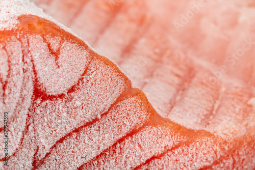 Fotografie closeup piece of frozen salmon fillet
