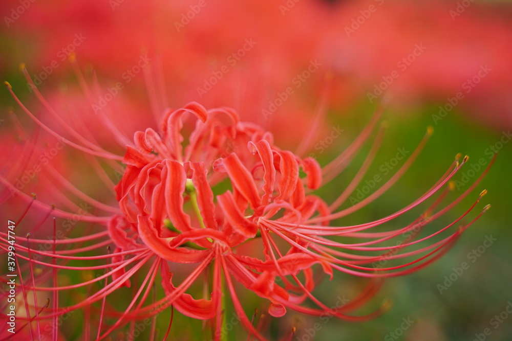 Cluster amaryllis, Red Spider lily, Cluster belladonna, Red flower Called 