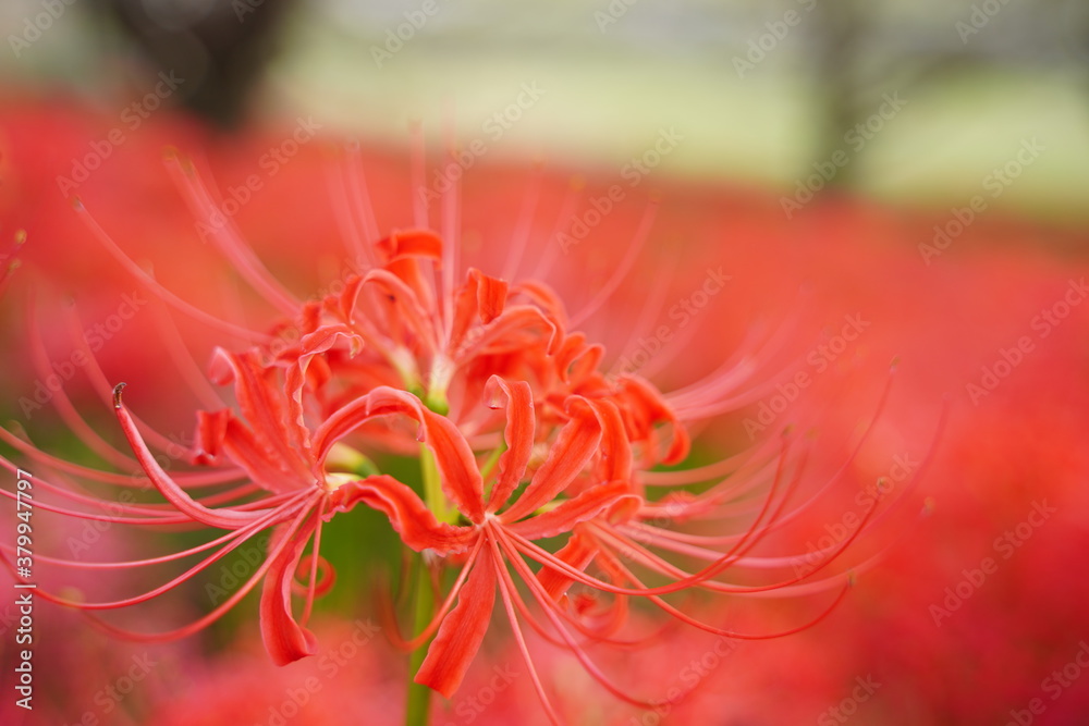 Cluster amaryllis, Red Spider lily, Cluster belladonna, Red flower Called Cluster amaryllis, Red Spider lily, Cluster belladonna, Red flower Called