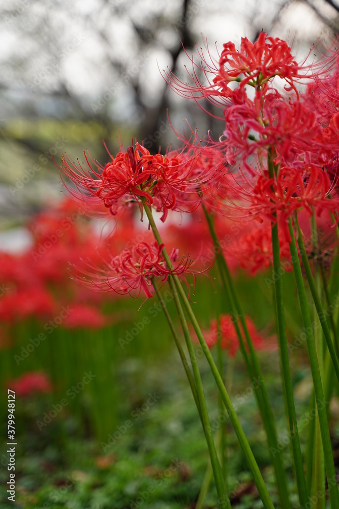 Cluster amaryllis, Red Spider lily, Cluster belladonna, Red flower Called Cluster amaryllis, Red Spider lily, Cluster belladonna, Red flower Called