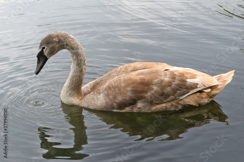 A young mute swan in September, still with grey feathers and a dark beak, but the white feathers already showing up.