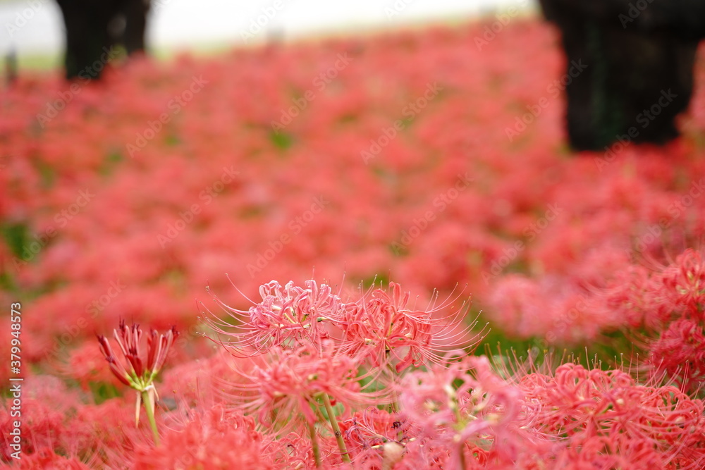 Cluster amaryllis, Red Spider lily, Cluster belladonna, Red flower Called Cluster amaryllis, Red Spider lily, Cluster belladonna, Red flower Called