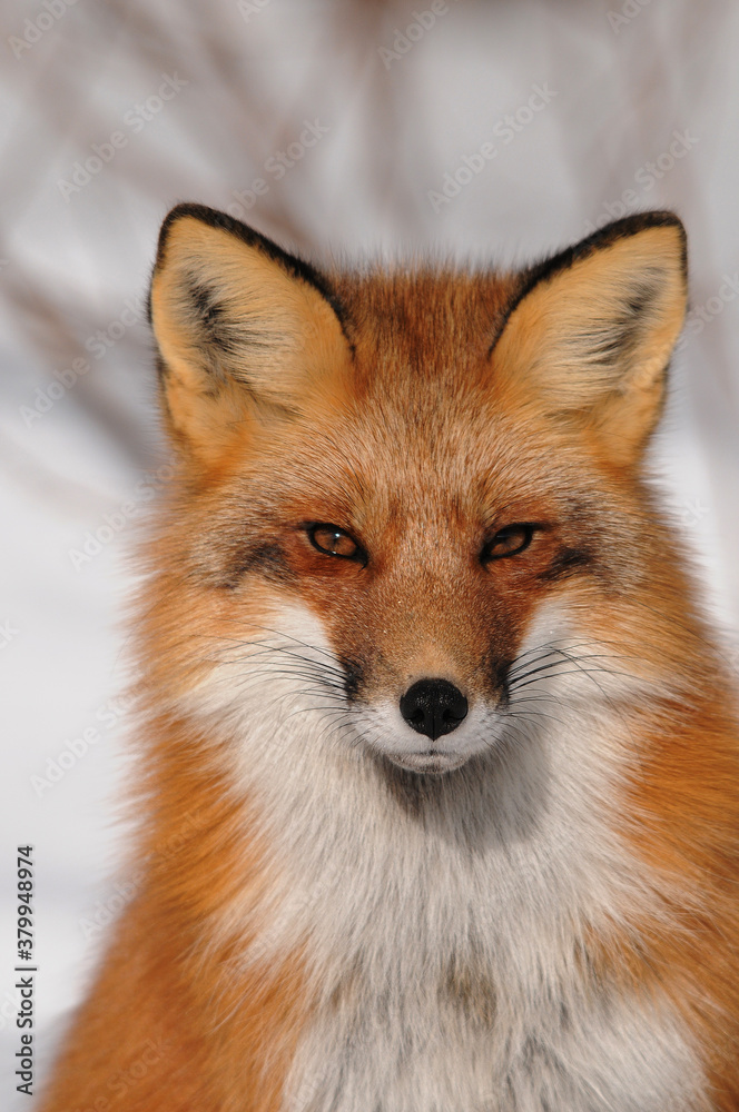 Red Fox Stock Photo. Red Fox head close-up with blur background in the forest in the winter season enjoying its habitat and environment. Image. Picture. Portrait. Fox close-up. Red Fox Stock Photo. Red Fox head close-up with blur background in the forest in the winter season enjoying its habitat and environment. Image. Picture. Portrait. Fox close-up.
