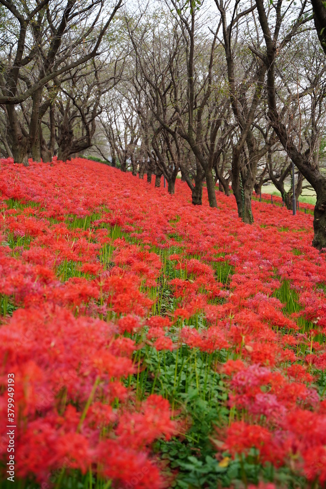 Cluster amaryllis, Red Spider lily, Cluster belladonna, Red flower Called Cluster amaryllis, Red Spider lily, Cluster belladonna, Red flower Called