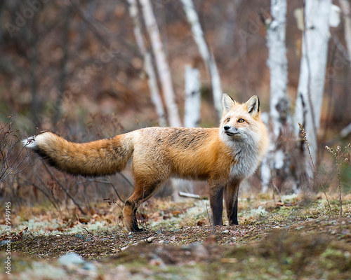 Red Fox Stock Photo. Red fox in the forest background. Fox in autumn season leaves background and foreground.  Fox Bushy tail. Portrait. Picture. Image.