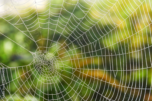 Closeup of spider web with dew drops against a blurry green background. 
