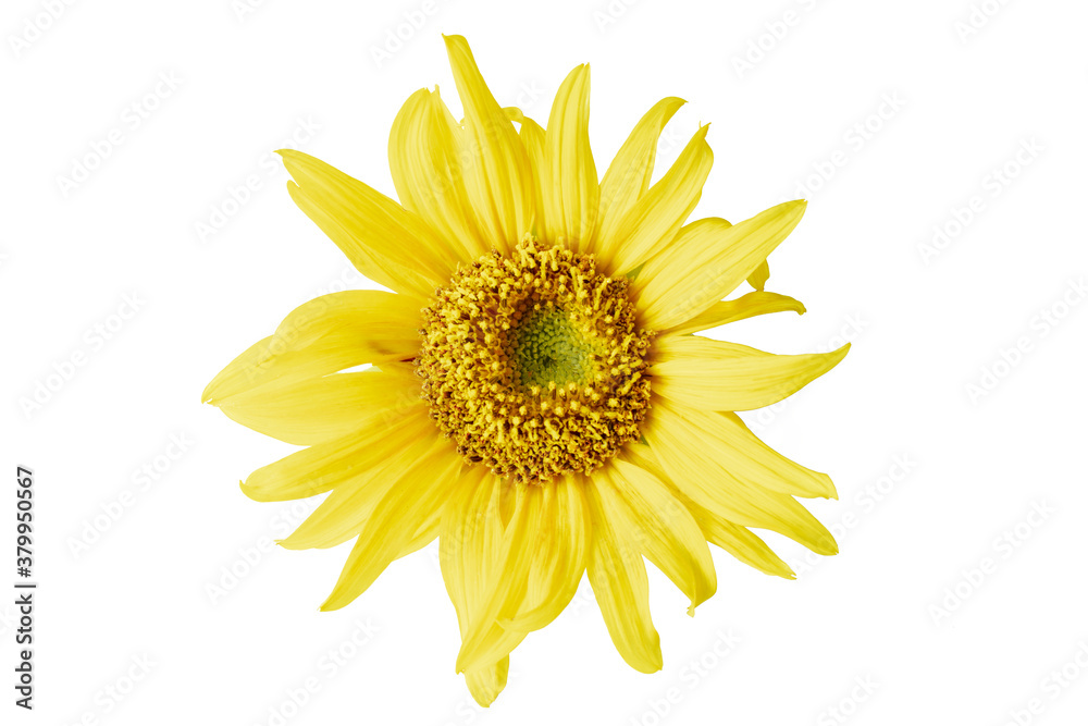 Fototapeta premium sunflower isolated on white background. Real Yellow sunflower from nature. a tall North American plant of the daisy family, with very large golden-rayed flowers. Sunflowers are cultivated for their ed