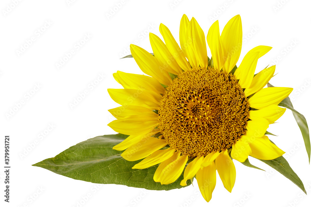 Obraz premium Sunflower flower closeup in blossom isolated on white