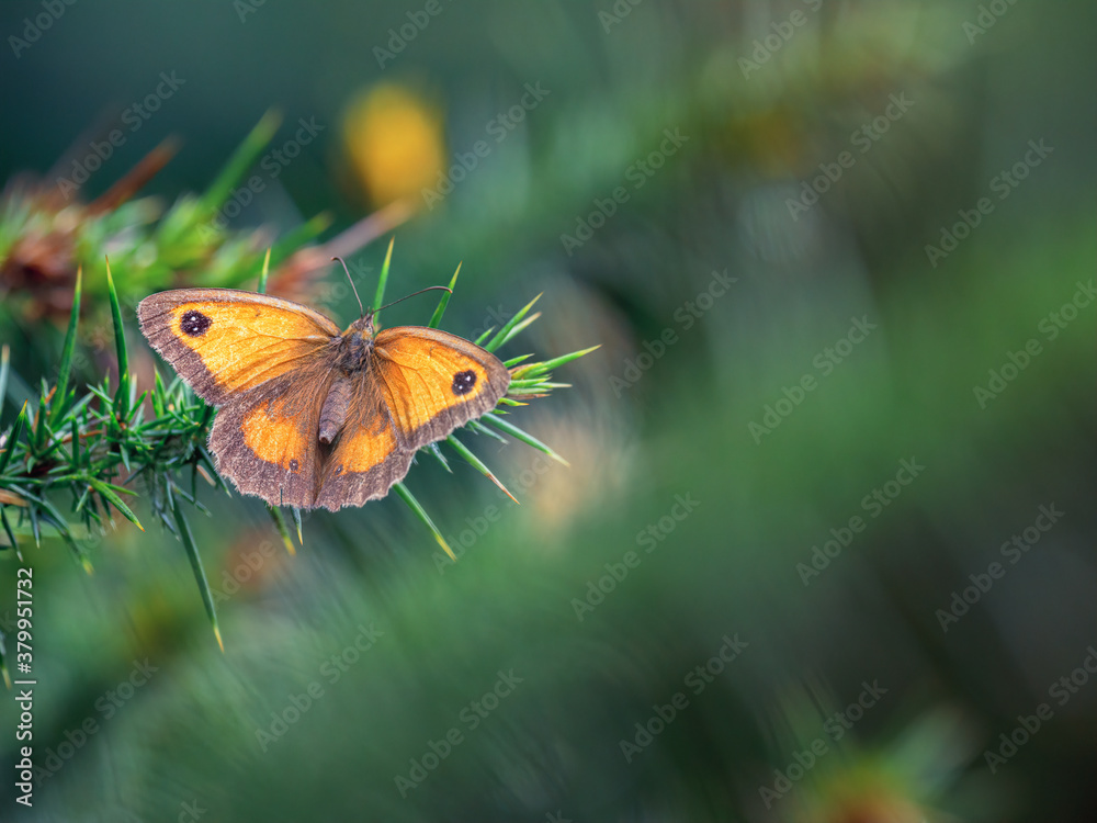 Obraz premium Female Gatekeeper Buttefly on Gorse