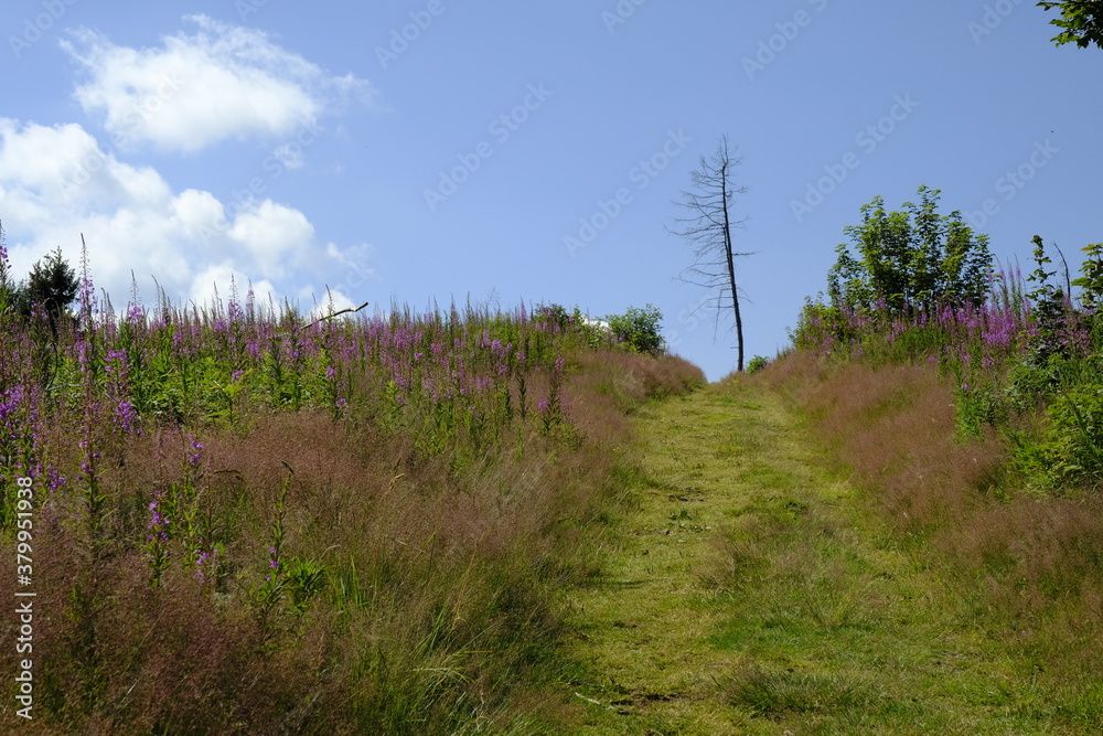 Fototapeta premium Landschaft am Schwedenwall im Bioshärenreservat Rhön zwischen Hessischer Rhön und Bayerischer Rhön, Deutschland